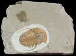 Bargain Hamatolenus vincenti Trilobite (Molt) #47345-1